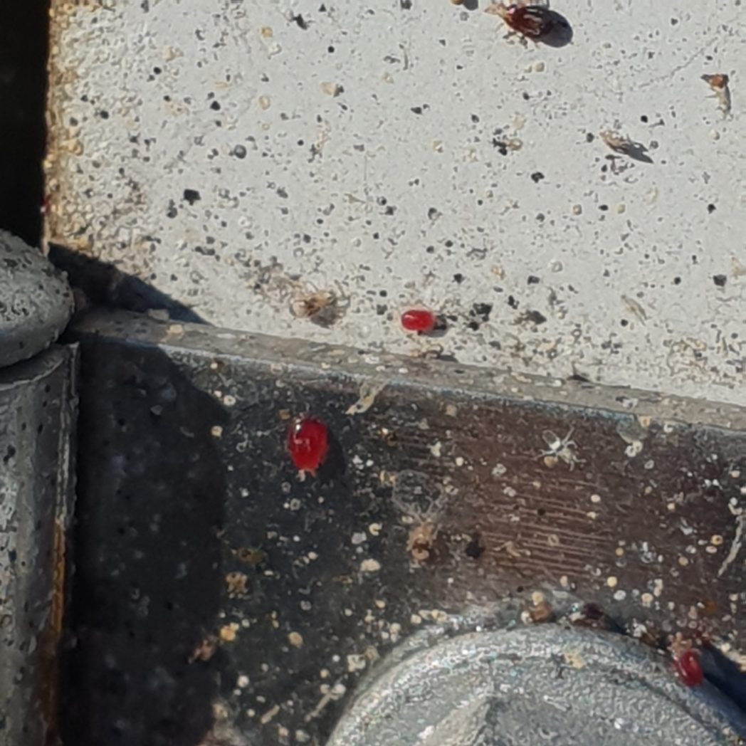 Exzolt a parasiticide for chickens that eliminates Red Mites.