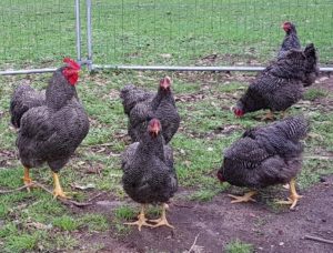 Plymouth Rock Rooster and hens