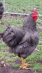 Plymouth Rock Rooster 