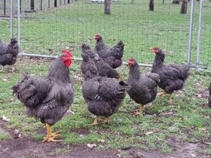 Plymouth Rock Rooster and hens