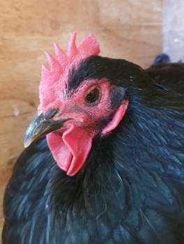 Mature Australorp Hen