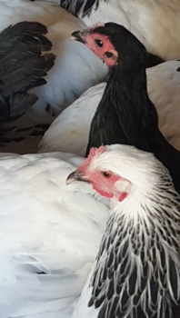 Young Heritage Breed Pullets