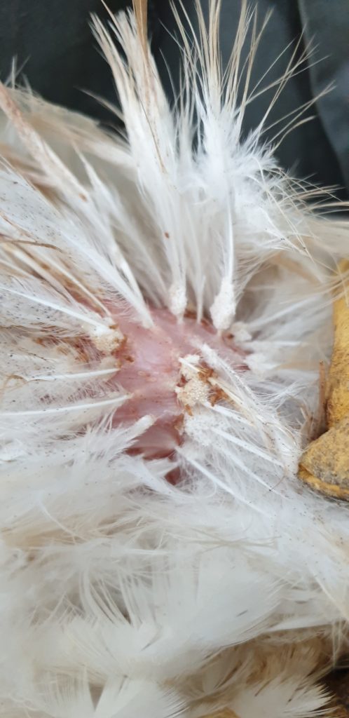 Lice and Eggs on White Chicken Vent