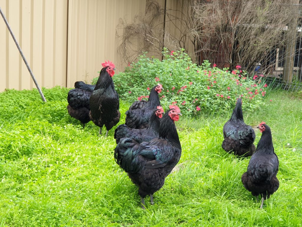 Australorps on Grass, Maraylya NSW Evans Chickens