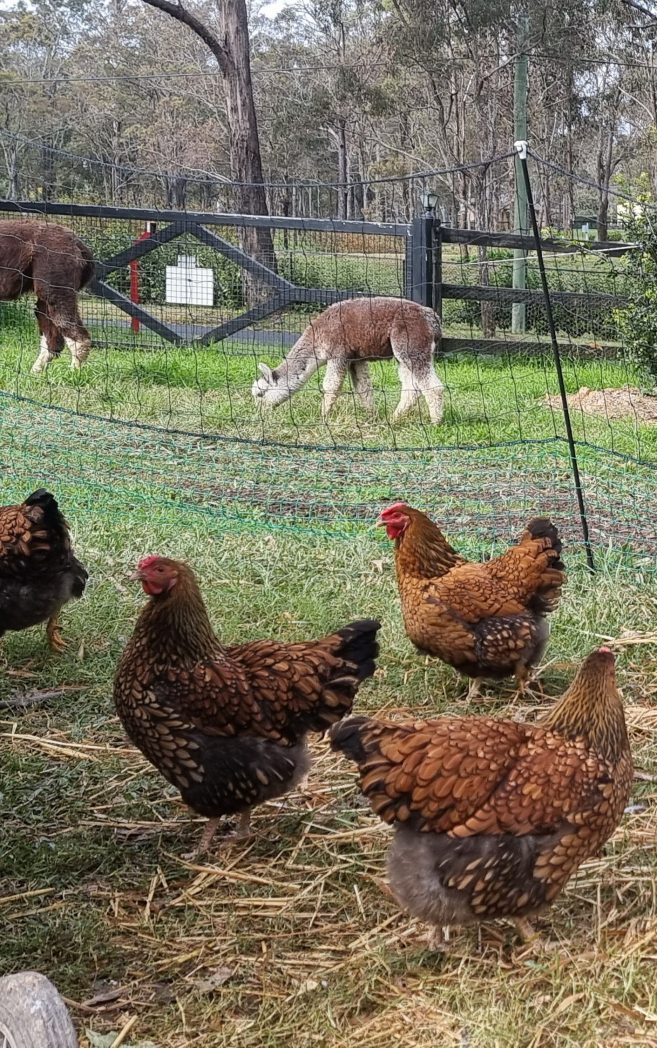 Evans Chickens Photos Backyard Chickens For Sale Sydney Evans Chickens