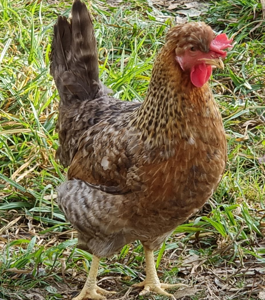 Cream Legbar Chickens The Blue Egg Layer