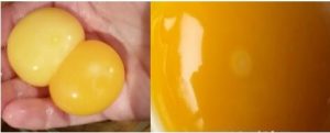 Fertile Egg Yolk