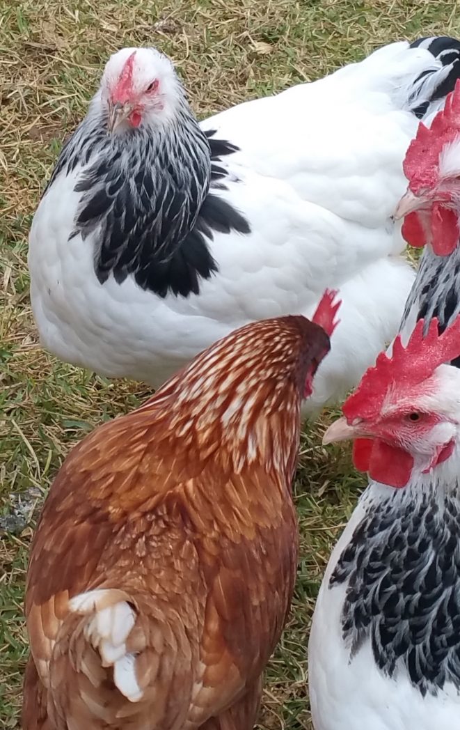 What to keep hybrid or pure breed chickens…. Evans Chickens