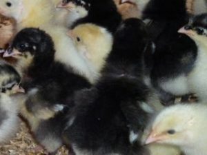 Baby Chicks in Australorp & Light Sussex