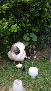 Berry the Light Sussex Hen and her chicks