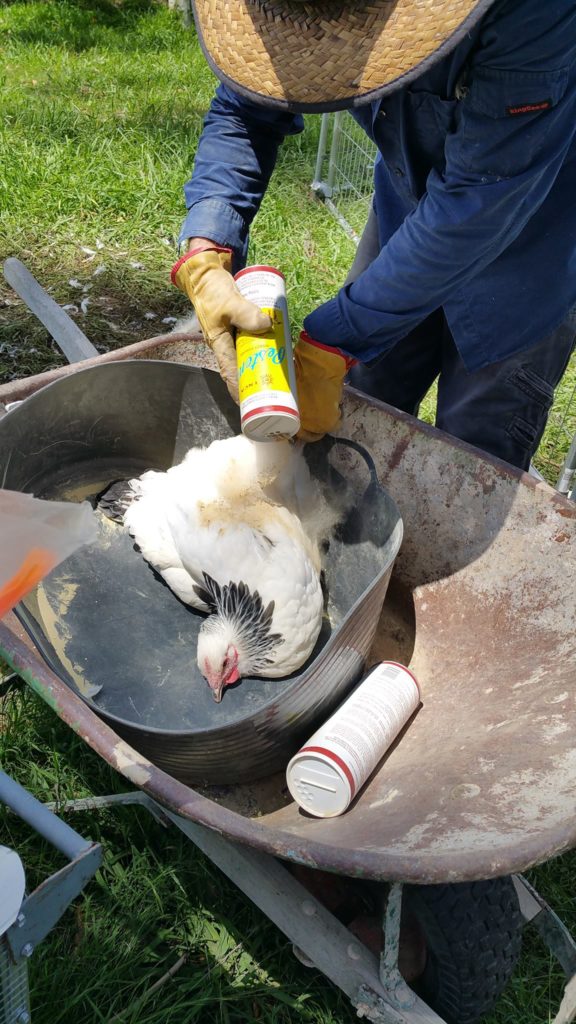 Lice & mites in your chicken flock and how to treat.